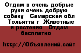 Отдам в очень добрые руки очень добрую собаку - Самарская обл., Тольятти г. Животные и растения » Отдам бесплатно   